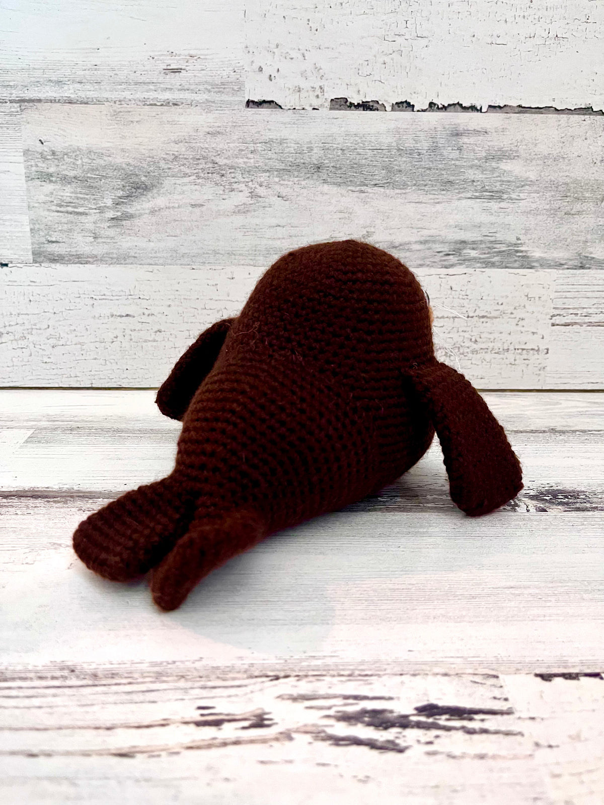 Walrus
