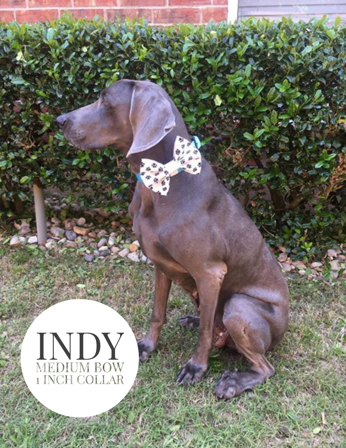 Paw Prints - Slip On Bow Tie
