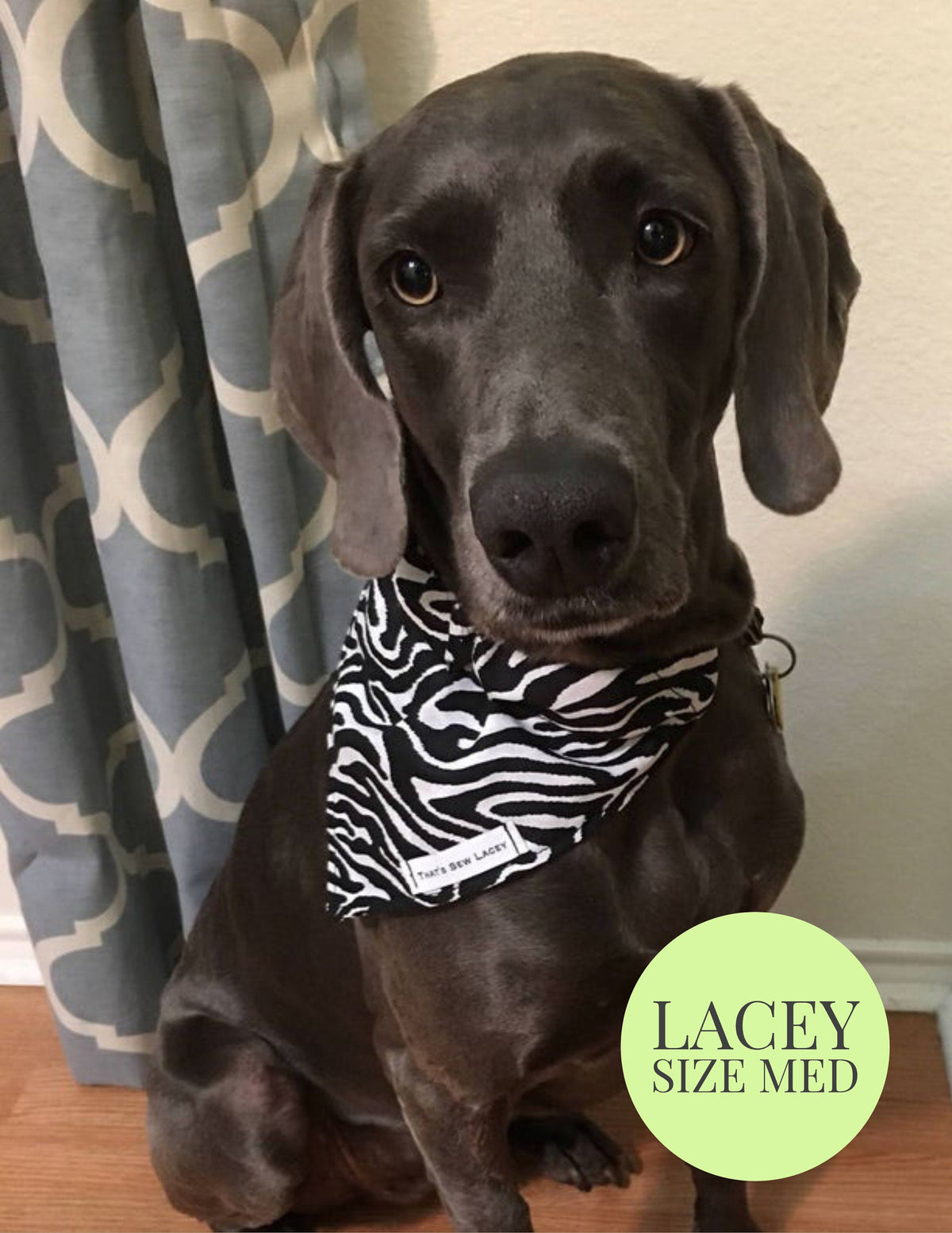 Zebra Print - Slip On Pet Bandana