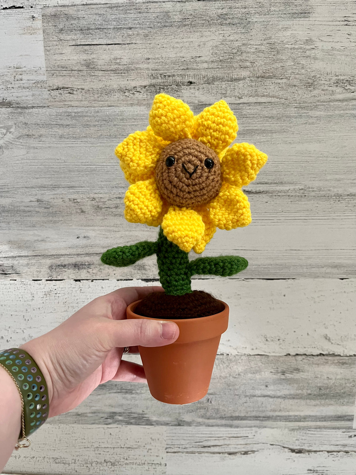 Potted Sunflower
