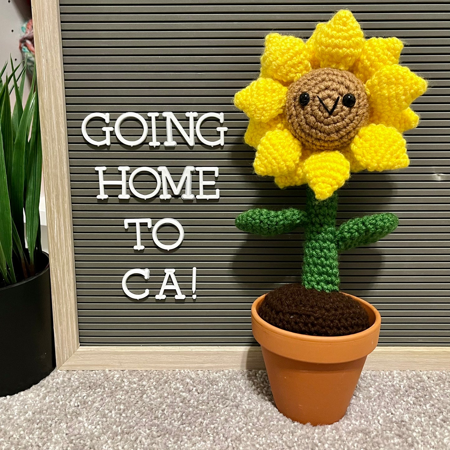 Potted Sunflower
