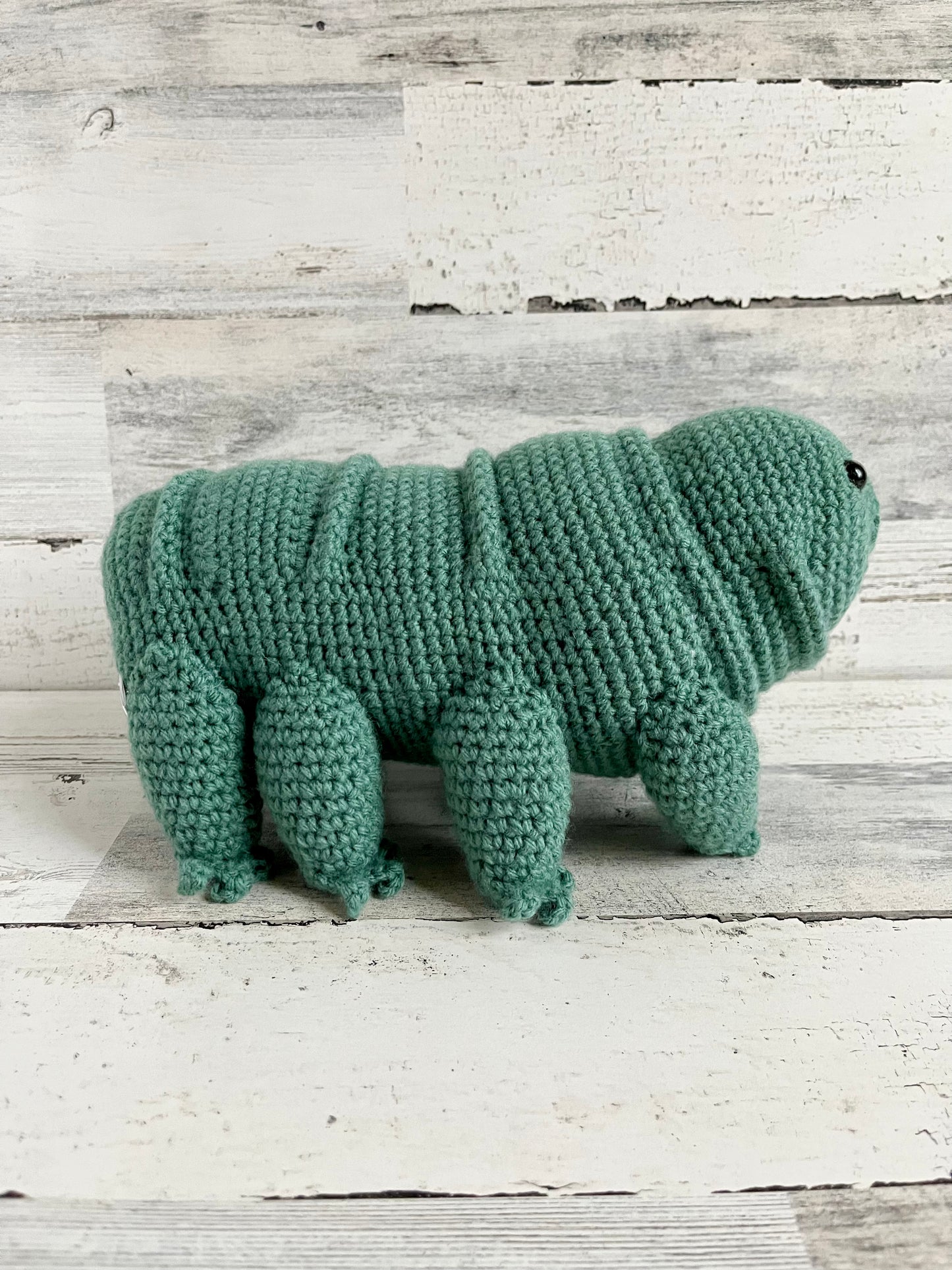 Water Bear (Tardigrade)